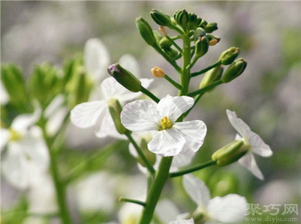 Birthday flower for June 19th: Carrot flower Carrot flower flower language