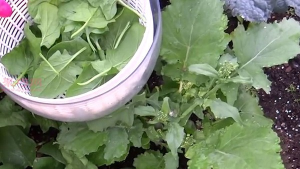 How to grow spinach How to grow spinach