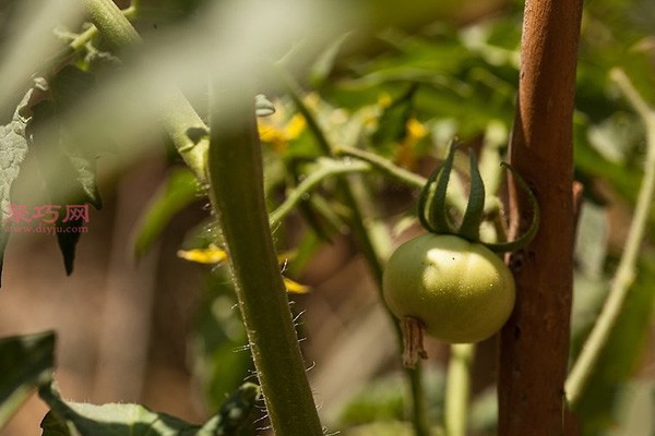 Illustrated tutorial on growing tomatoes How to grow tomatoes