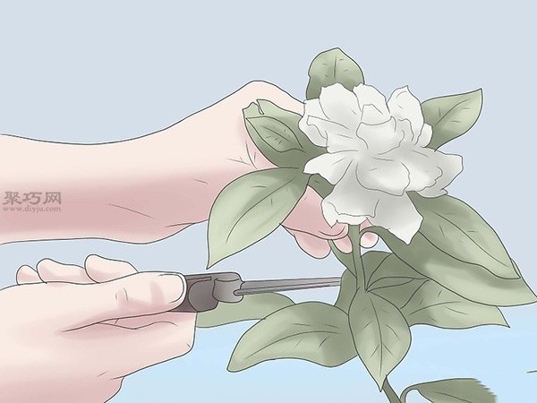 Illustrated Tutorial on Planting Gardenias How to Plant Gardenias