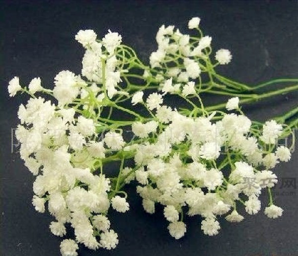 The flower language of gypsophila and the matching flower language of gypsophila