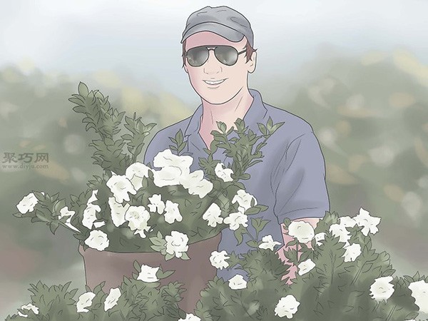 Illustrated Tutorial on Planting Gardenias How to Plant Gardenias