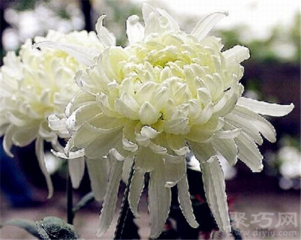 Birthday flower for October 7th: White Chrysanthemum Flower Language of White Chrysanthemum