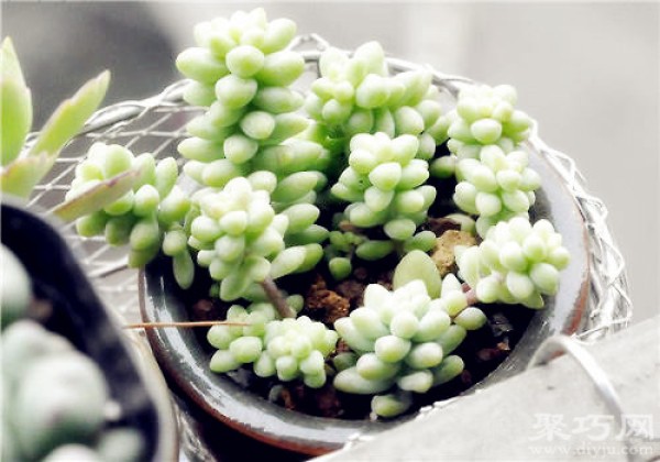 How to raise and propagate new succulent jade plants