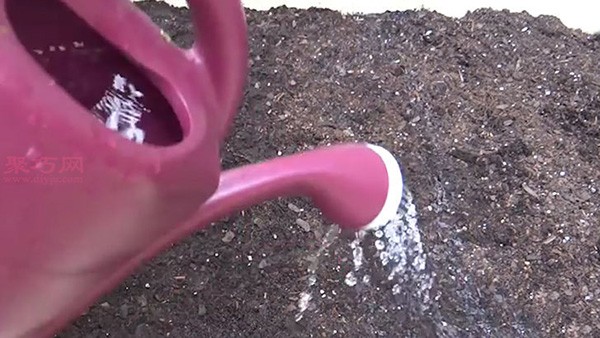 How to grow spinach How to grow spinach