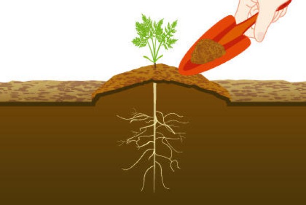 How to grow carrots in pots on the balcony Tips on growing carrot seedlings and thinning