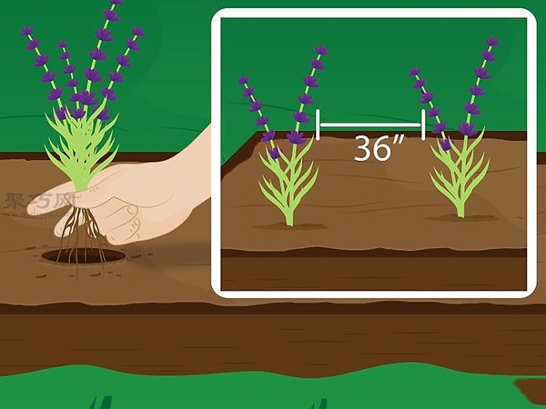 How to grow lavender Learn the steps of growing lavender together