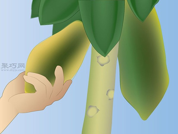 How to care for a papaya tree. Picture tutorial on growing papaya.