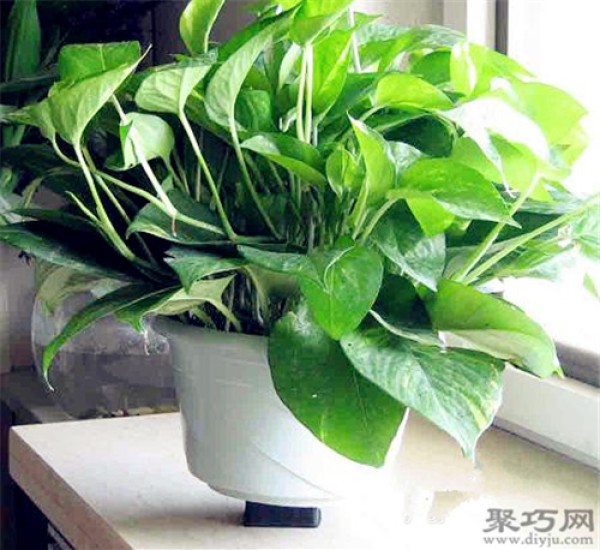 What are the benefits of growing pothos? Four major functions of green radish