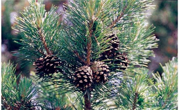 Birthday flower for November 10: Scots pine. Scots pine flower language