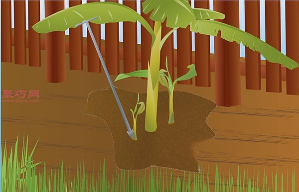 Banana planting technology teaches you how to grow bananas at home