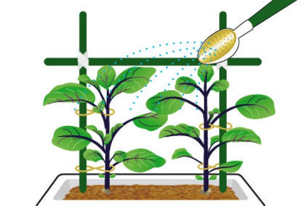 Daily management methods for eggplant planting. How to branch, fertilize and water potted eggplants.