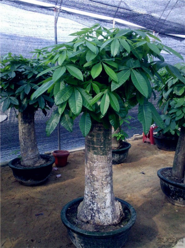 How to fertilize a money tree? What is the best fertilizer to fertilize a money tree?