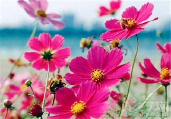 Birthday flower for October 19th: Cosmos Flower Language of Cosmos