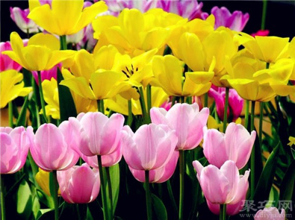 Flowers for birthdays on April 25: Luxurious Tulips Luxurious Tulips