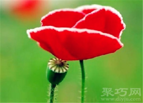 Birthday flower for June 18: Corner Poppy Flower Language of Corner Poppy