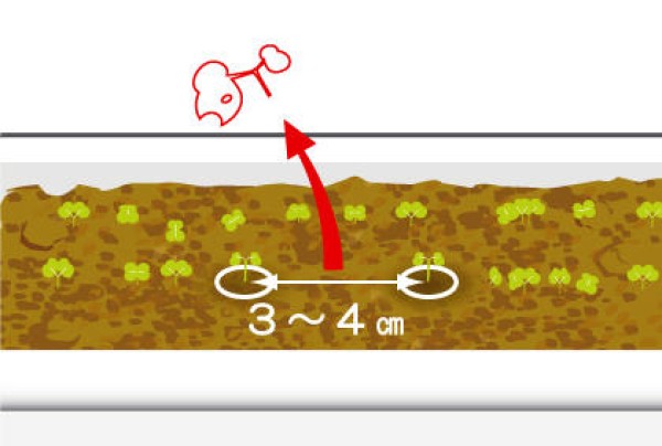 Tips for growing arugula and precautions for trimming arugula seedlings