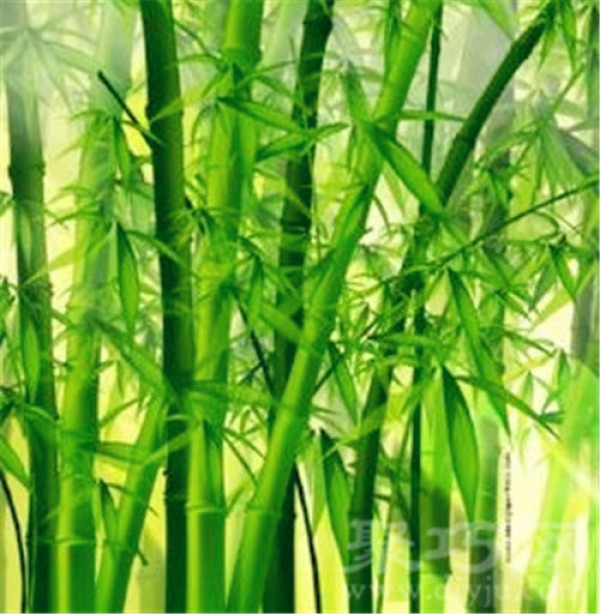 Birthday flower for September 24: Original Bamboo Flower Language of Original Bamboo