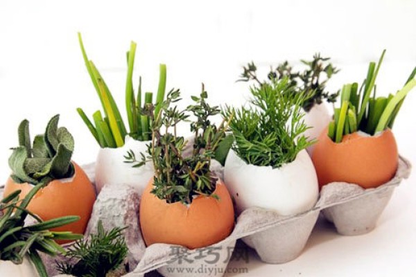 The wonderful use of egg shells. Handmade egg shell green plants in small pots.