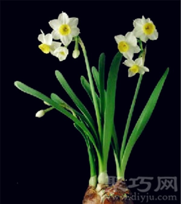 Birthday flower for October 29th: Narcissus Narcissus Flower Language