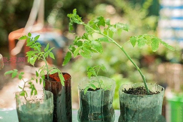 Illustrated tutorial on growing tomatoes How to grow tomatoes