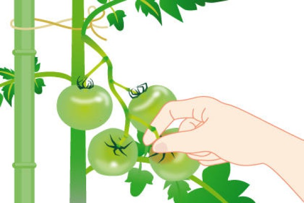 Daily management precautions during the growth period of tomatoes. How to care for growing tomatoes.