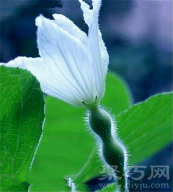 Birthday flower for January 12th: Gourd flower Gourd flower flower language