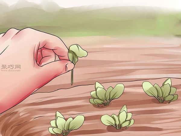 How to grow beets How to grow beets