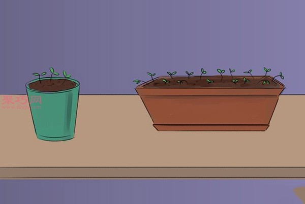 How to Sow Basil Planting Basil Tutorial Illustrated