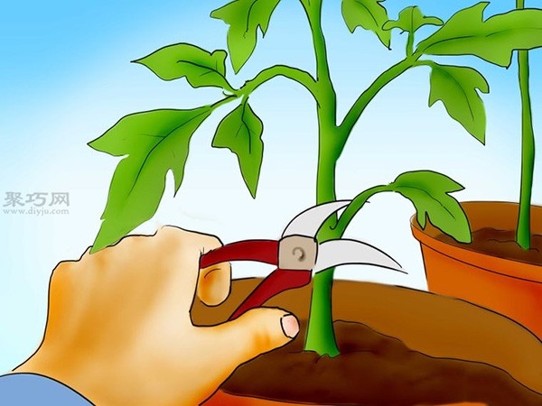 Steps to grow tomatoes from seeds How to grow tomatoes from seeds