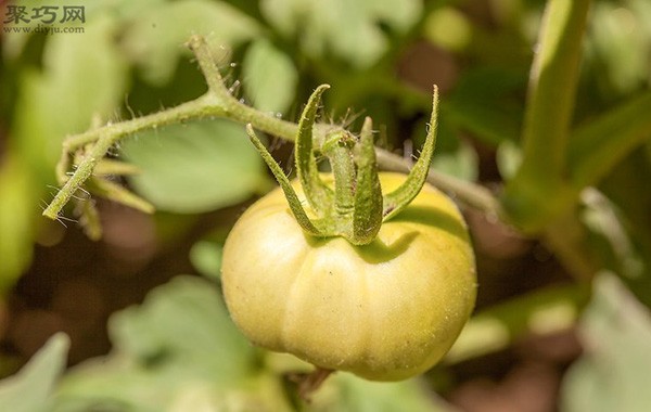 How to pick tomatoes What you must pay attention to when picking tomatoes