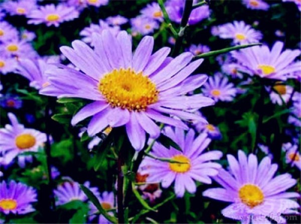 Birthday flower for October 12th: Aster Aster flower language