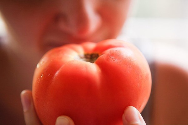 How to pick tomatoes What you must pay attention to when picking tomatoes