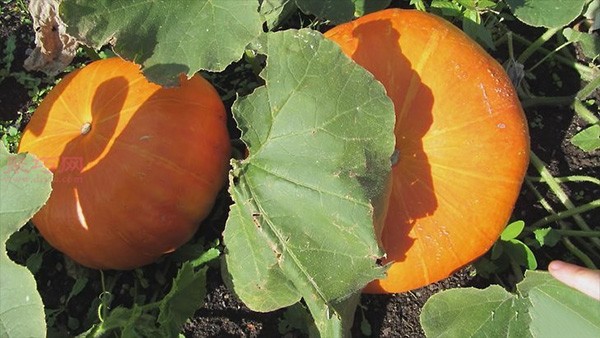 Illustrated tutorial on growing pumpkins How to grow pumpkins