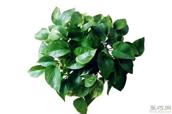 Are pothos poisonous? Can pothos be grown in the bedroom?