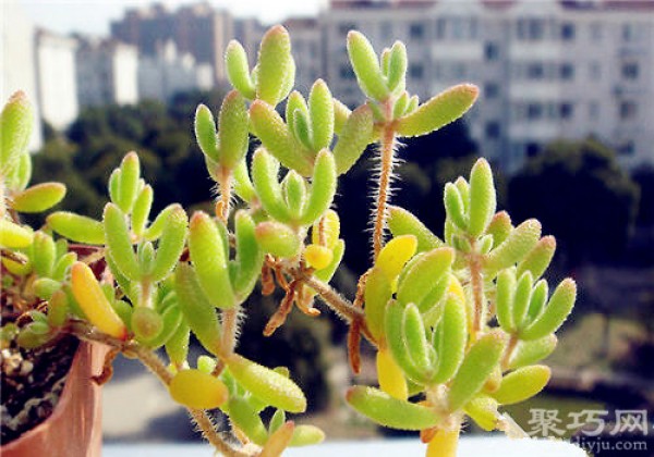 Cultivation methods and propagation methods of succulent plant apricot branch