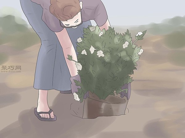 Illustrated Tutorial on Planting Gardenias How to Plant Gardenias