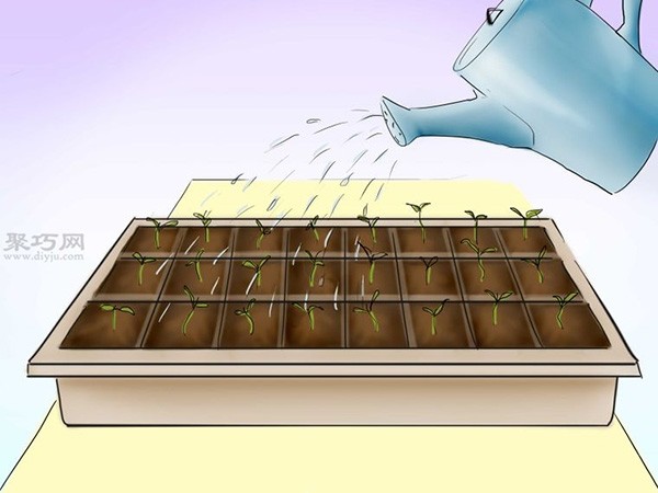 Steps to grow tomatoes from seeds How to grow tomatoes from seeds