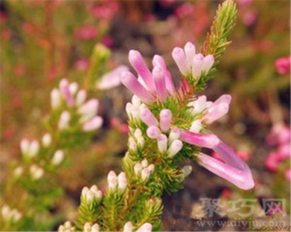 Birthday flower for December 19th: Heather Heather flower language