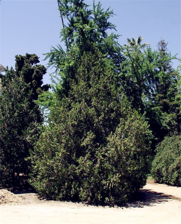 Birthday flower for December 21st: Platycladus arborvitae Flower language of Platycladus orientalis