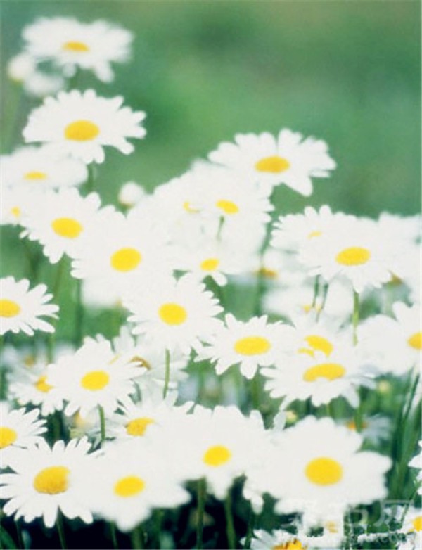 Birthday flower for February 22nd: Daisy Daisy flower language