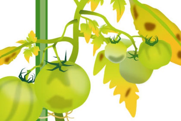 Three common diseases in growing tomatoes and measures to prevent tomato diseases