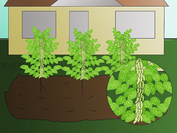 Techniques for planting soybeans How to grow soybeans in the garden