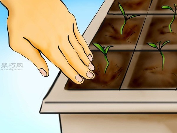 Steps to grow tomatoes from seeds How to grow tomatoes from seeds