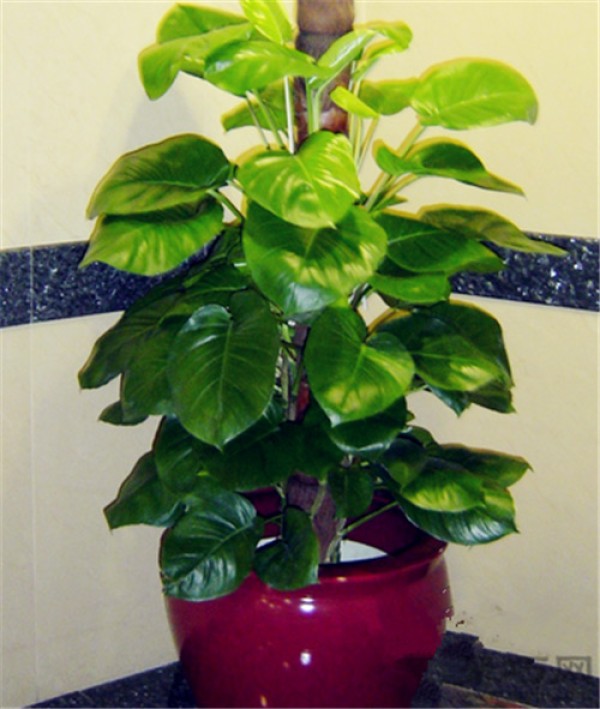 What are the benefits of growing pothos? Four major functions of green radish