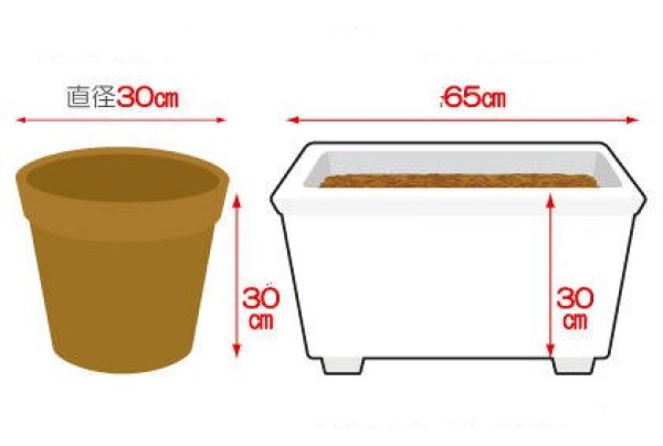 Things to note in the early stages of growing potted cucumber seedlings Methods for growing cucumber seedlings