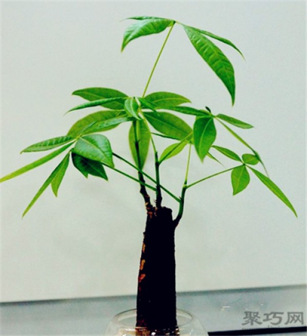 How to propagate and cultivate money tree