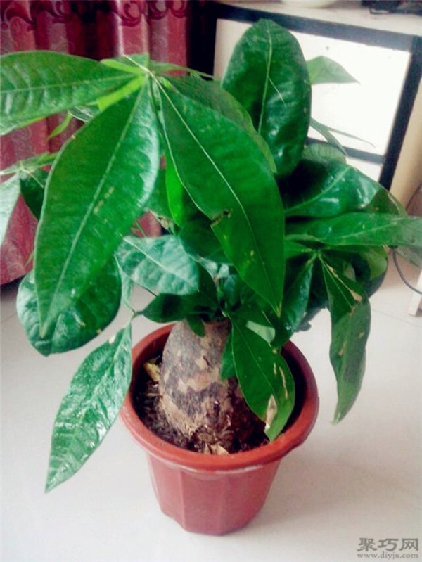 How to transplant a money tree? Things to note when repotting a money tree