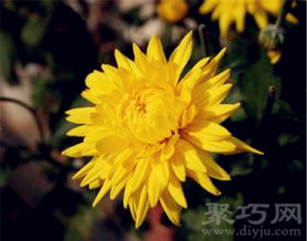 Birthday flower for October 3rd: Autumn chrysanthemum Autumn chrysanthemum flower language