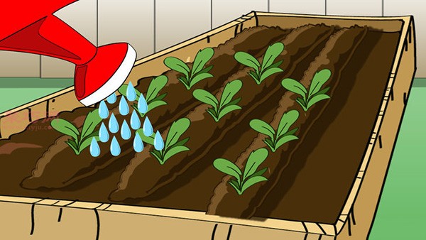 Growing Carrots Illustrated Tutorial How to Grow Carrots